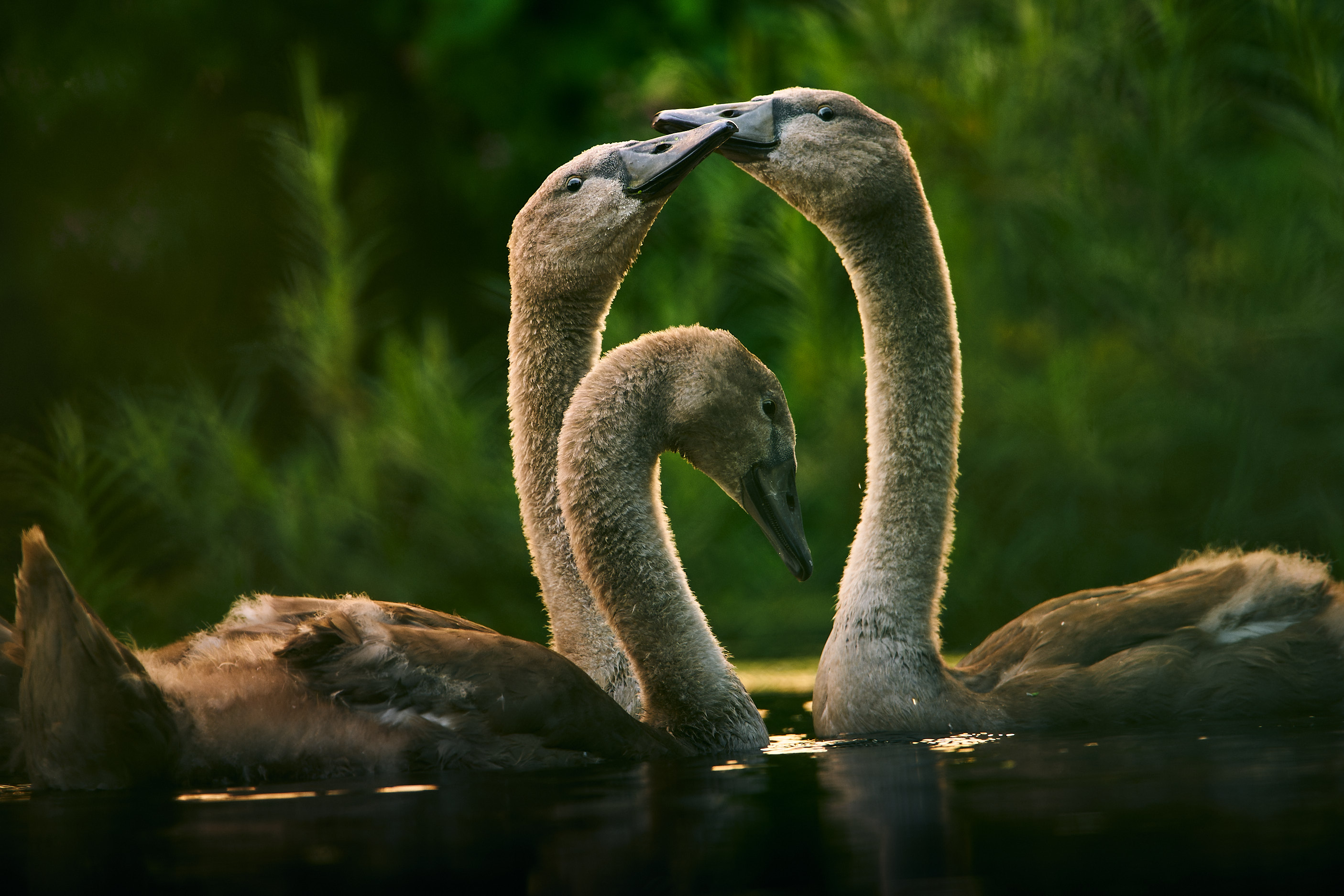 Playful Cygnets